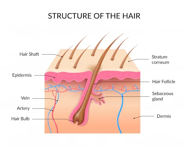 hair follicle